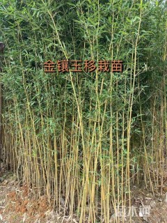 地栽苗金镶玉竹