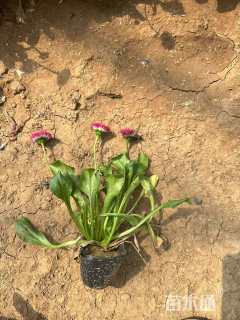 高度15厘米雏菊