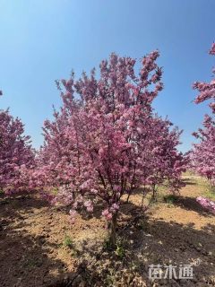 16公分贵人果海棠