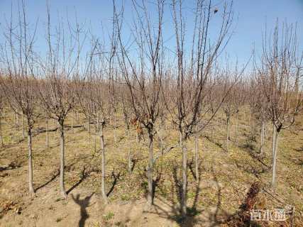 20公分日本晚樱