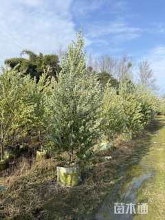 高度200厘米银叶金合欢