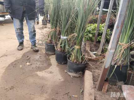 高度120厘米矮蒲苇