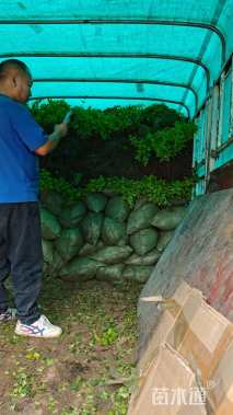 高度30厘米金叶女贞小苗