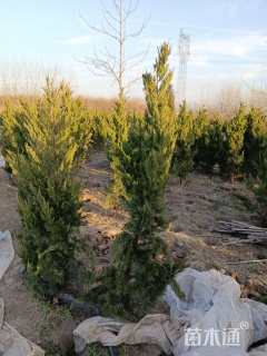 高度100厘米龙柏