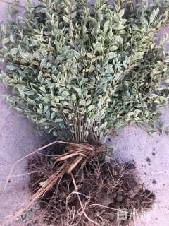 高度50厘米银姬小蜡