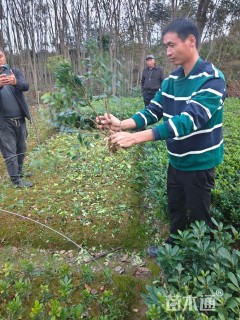 高度35厘米海桐