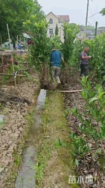 高度150厘米法国冬青