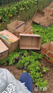 高度20厘米冰岛虞美人