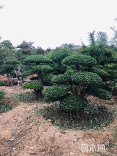移栽苗造型对节白蜡