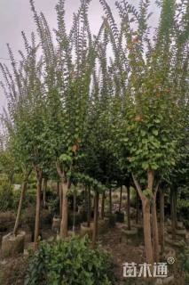 10公分小叶紫薇