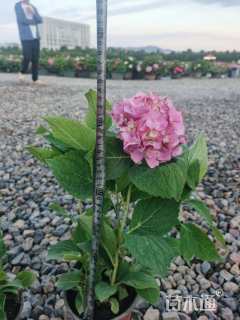 高度20厘米绣球