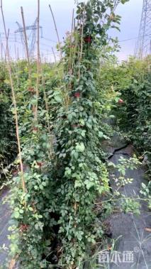 1.5厘米藤本月季