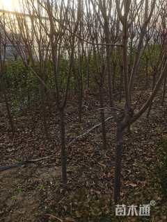 4公分紫叶李