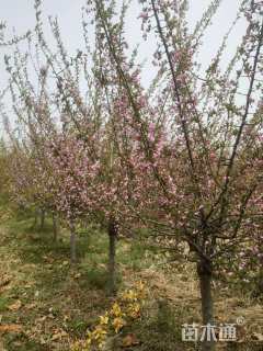 10公分垂丝海棠