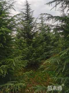 高度600厘米雪松