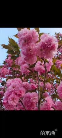 20公分日本晚樱