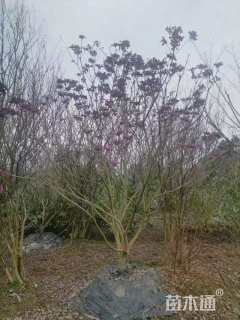 8公分紫花风铃木