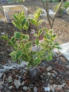 40厘米花叶锦带