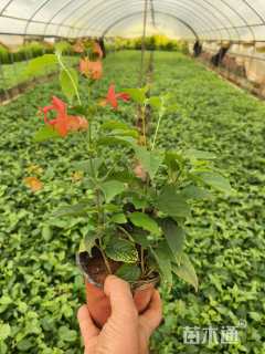 高度30厘米冬红