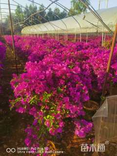 高度100厘米三角梅