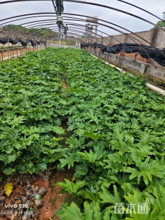 高度20厘米春羽