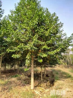 10公分乐昌含笑