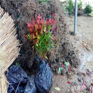 高度90厘米南天竹