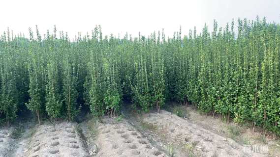 高度120厘米北海道黄杨