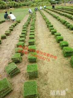 草块状马尼拉草