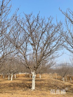 12公分樱花