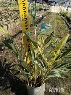 高度30厘米花叶良姜