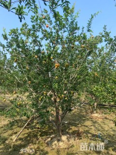 高度400厘米果石榴