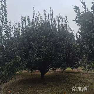 高度400厘米南丰蜜桔