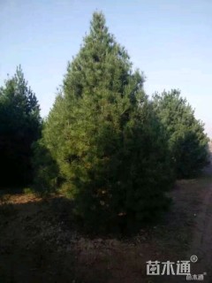 高度500厘米白皮松