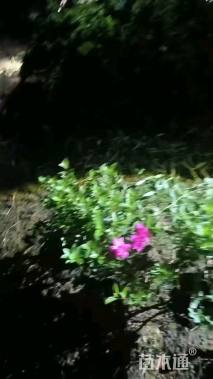 容器苗安酷杜鹃