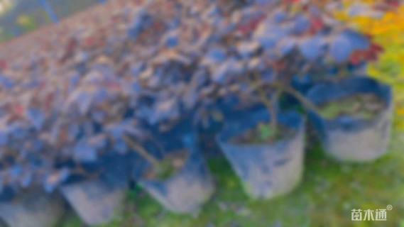 高度25厘米红花继木小苗