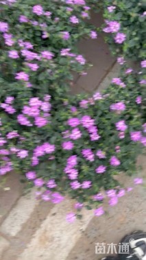 高度25厘米紫花马樱丹