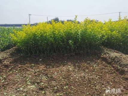 高度30厘米金叶女贞