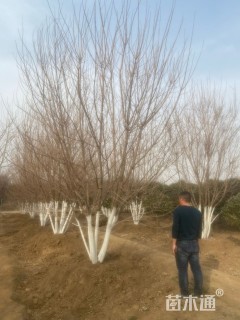 高度550厘米丛生五角枫