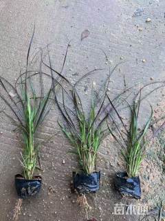 高度30厘米紫梦狼尾草