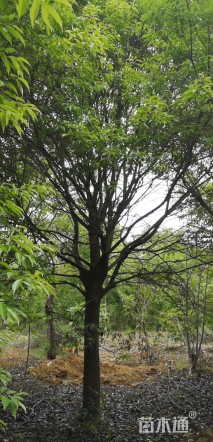 10公分红果冬青