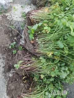 高度15厘米红花酢浆草