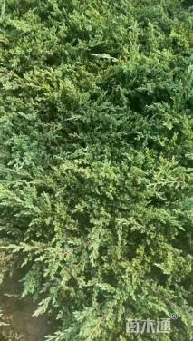 高度80厘米匍地柏