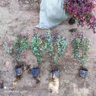 高度45厘米红叶小檗小苗