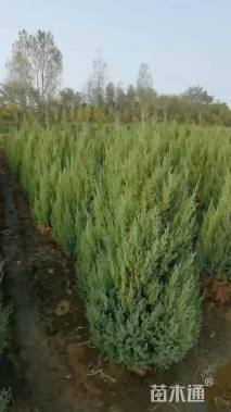 高度150厘米刺柏