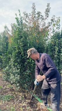 高度200厘米北海道黄杨