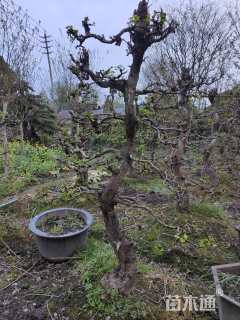 15公分造型银杏