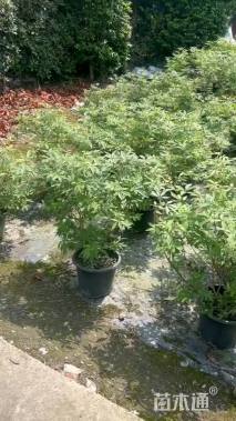 高度120厘米穗花牡荆