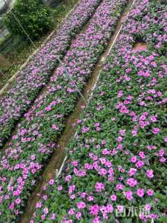 高度15厘米长春花