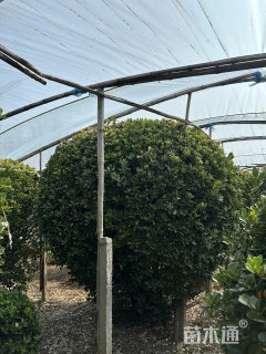 冠幅80厘米冬青球